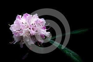 Rhododendron Christmas Cheer on Black Background