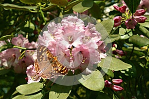 Rhododendron Christmas Cheer with a Wall brown butterfly