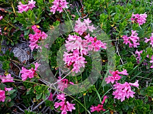 Pink flowers Rhododendron photo