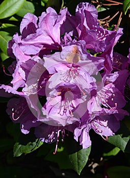 Rhododendron