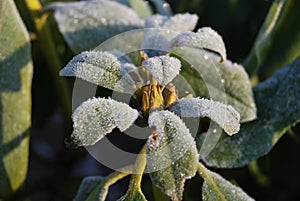 Alpenrose bedeckt innovieren 