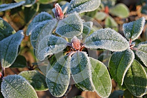 Alpenrose bedeckt innovieren 