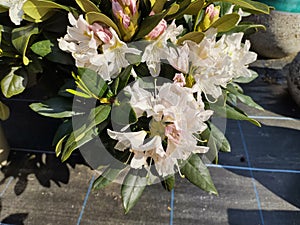 Rhododendron 'Cunningham's White'