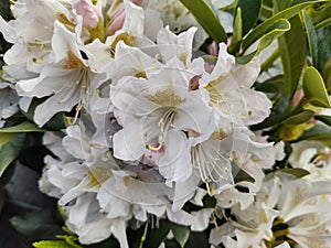 Rhododendron 'Cunningham's White'