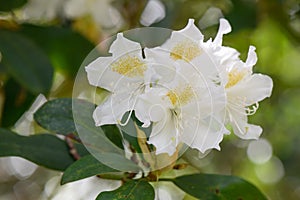 Rhododendron Cunningham’s White, campanulate white flower