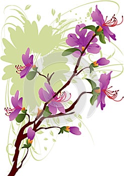 Rhododendron dauricum