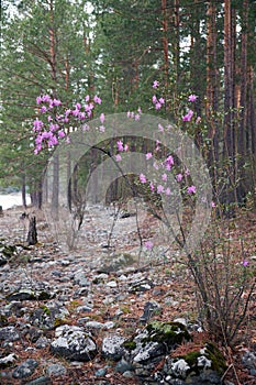 Rhododendron dauricum bushes with flowers in Altai pine forest on the bank of river Katun