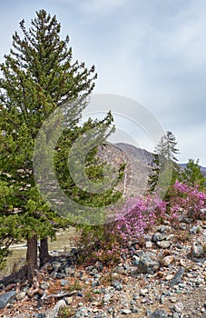 Rhododendron dauricum bushes with flowers popular names bagulnik, maralnik with altai river Katun and mountains on background