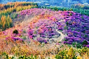 The rhododendron dauricum sunrise