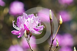 Rhododendron dilatatum