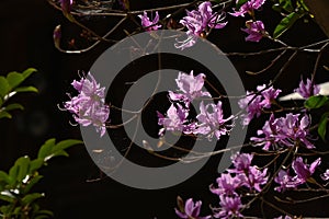 Rhododendron dilatatum flowers. In Japan it is called \'Mitsuba tsutsuji\'.