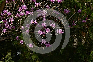 Rhododendron dilatatum flowers. In Japan it is called \'Mitsuba tsutsuji\'.