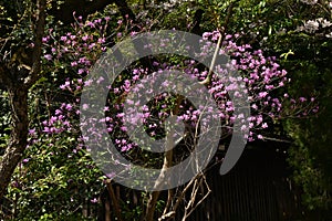 Rhododendron dilatatum flowers. In Japan it is called \'Mitsuba tsutsuji\'.