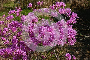 Rhododendron dilatatum flowers. In Japan it is called \'Mitsuba tsutsuji\'.