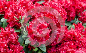 Rhododendron `Erato` in bloom. Red blooming rhododendron background