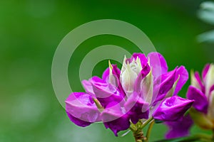 Rhododendron Ericales in colorful purple  slowly unfolds its bloom direction summer photo