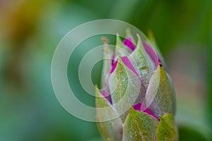 Rhododendron Ericales in colorful purple  slowly unfolds its bloom direction summer photo