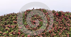 Rhododendron-filled hillsides and Visitors