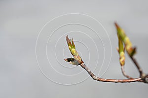 Rhododendron Fireball