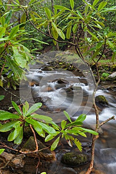 Rhododendron on Fires Creek, Nantahala National Forest, NC