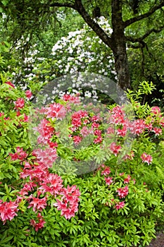 Rhododendron flower