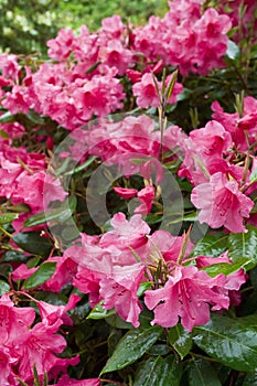 Rhododendron flower