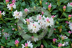 Rhododendron, flower