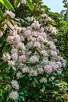 Rhododendron Flower Abundance