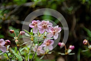 Rhododendron flower