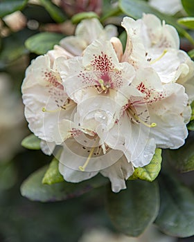 Rhododendron Flower Bloom