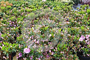 Rhododendron Flower Buds