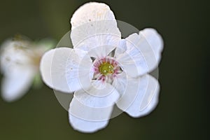 Rhododendron flower in detail on tree, 1.