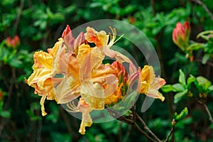 rhododendron flower exotic twig bush drop rain orange red yellow