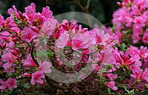 rhododendron flower exotic twig bush drop rain pink lilac violet red
