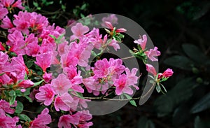 rhododendron flower exotic twig bush drop rain pink lilac violet red