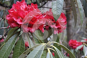 Rhododendron flower in Himalaya mountains