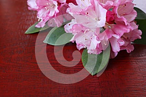 Rhododendron flower on a lacquered board photo