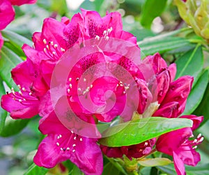 Rhododendron flower.