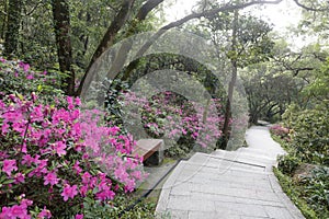 Rhododendron flower on qingyuanshan mountain, adobe rgb