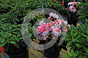 Rhododendron Flower Sales