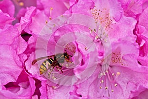 Rhododendron flowers