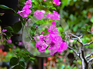 Rhododendron flowers