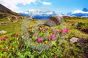 Rhododendron flowers against the backdrop of Mont Blanc in the French Alps, Europe. La Blanc