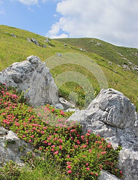 Rhododendron flowers, alpine pasture landscape, Slovenia