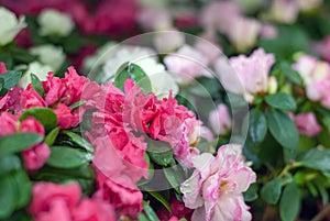 Rhododendron flowers blooming in conservatory, selective focus Rhododendron sims ii  Planch