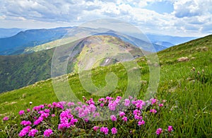 Rhododendron flowers blooming on the mountain Hoverla.