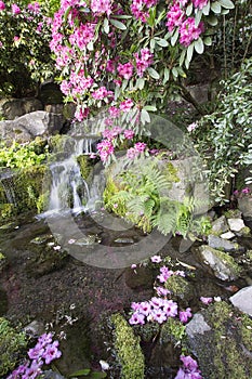 Rhododendron Flowers Blooming Over Waterfall
