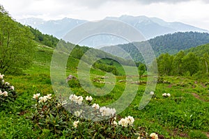 rhododendron flowers in the caucasus mountains