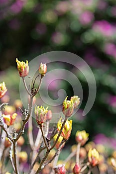 Rhododendron flowers