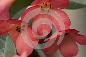 Rhododendron flowers close-up red scarlet flowers background photo